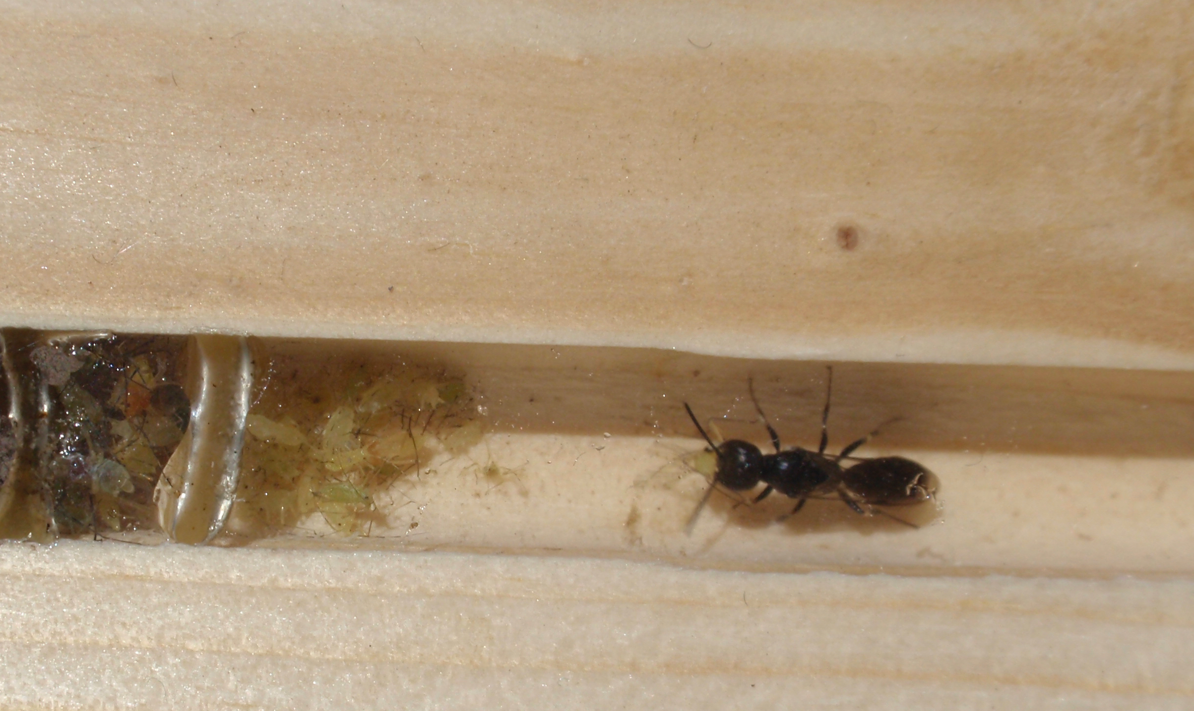 A crabronid wasp in the subfamily Pemphredoninae 